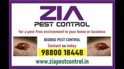 Pest bug Treatment | Two services provided 100% result 