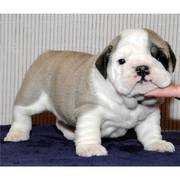 English Bulldog Puppies Available For Re-Homing
