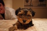 cut and lovely yorkie puppy for sale to good homes