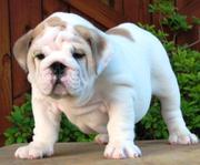Home Raised and AKC Registered English Bulldog  puppies for new homes