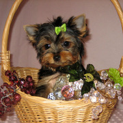 TEACUP YORKIE PUPPY FOR FREE